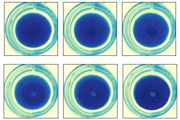 
              These images show a fast-propagating clear-zone; each image is taken eight hours apart.
              Image: Olsen Research Group
      