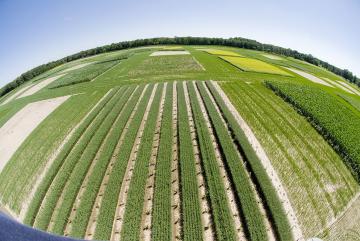 At Michigan State University’s W. K. Kellogg Biological Station, Great Lakes Bioenergy Research Center researchers are evaluating the performance of a variety of novel bioenergy crop production systems for crop yield and quality, impacts o...