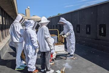 
              The MIT Beekeepers Club members check on the hive once a week.
              Photo courtesy of the Beekeepers Club.
      