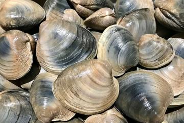The new “Seashell” platform developed by MIT Sea Grant researchers serves as an efficient, shared way to track and communicate shellfishing area status.