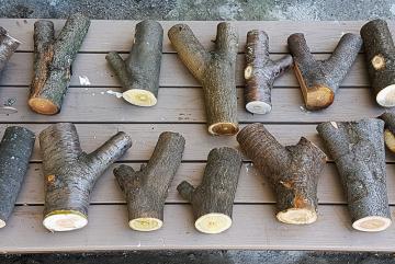 
              MIT researchers aim to support the circular economy of materials by “upcycling” discarded tree forks and other waste materials. 
              Photo: Felix Amtsberg
      