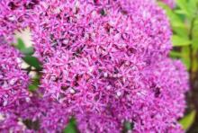 pink flowers growing in a garden box