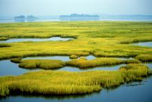 Wetlands Wetlands
