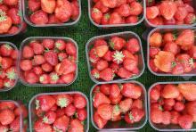 Strawberries Strawberries