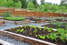 Community Garden Community Garden