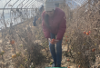 tomato harvest