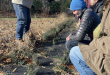 thyme harvest